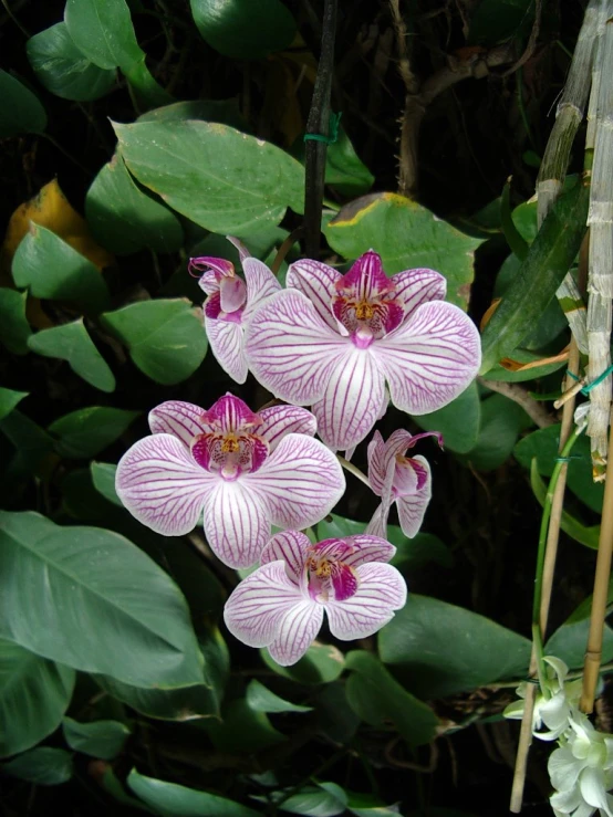 pink flowers are shown on top of leaves