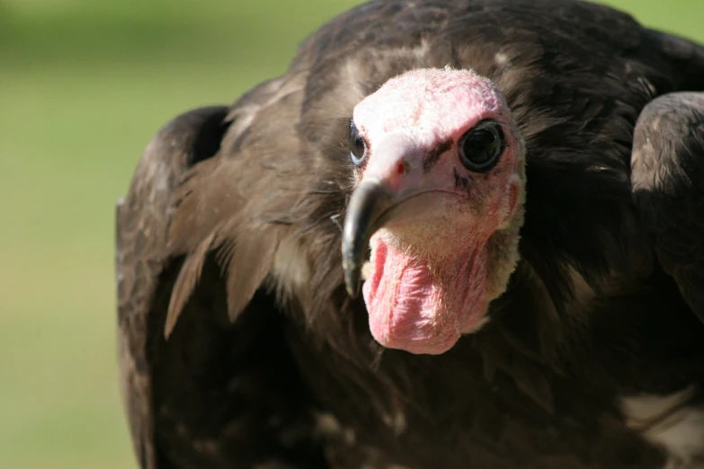 a very large black bird with a long beak