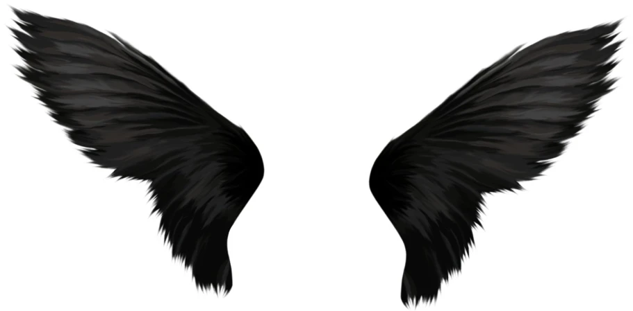 a pair of wings on white background