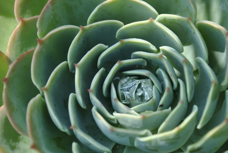 a close up of a flower on a green plant