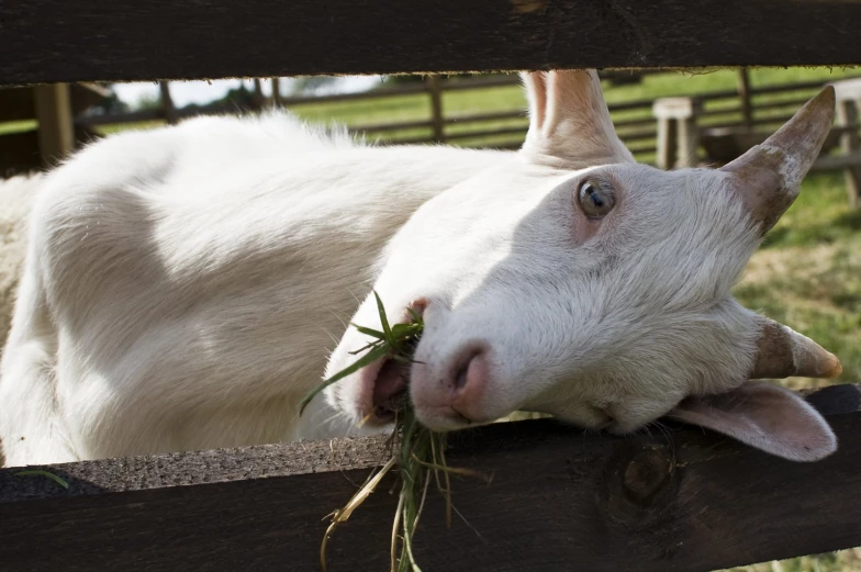 white goat chewing on green grass in a fence