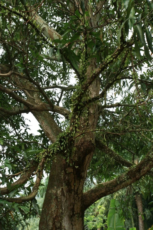 a bench sitting below a very tall tree