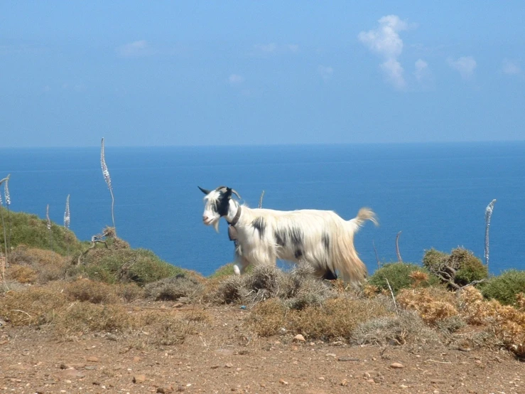 small white goat standing on top of a dirt hill next to the ocean