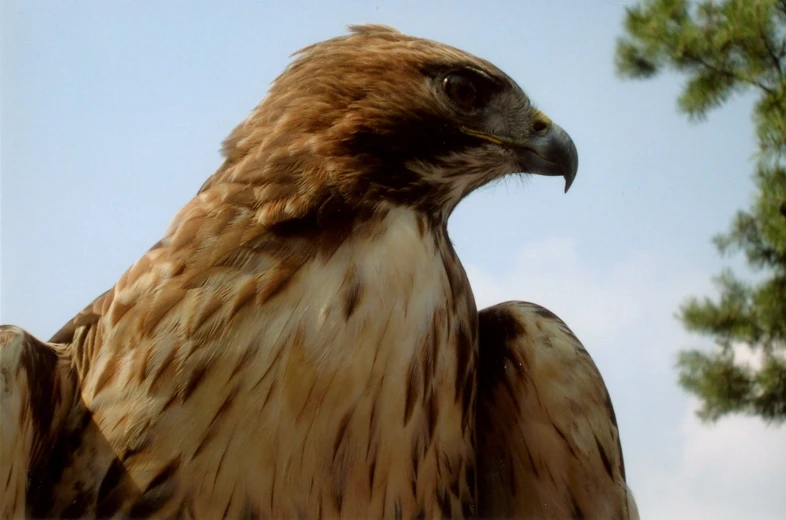 a bird with brown feathers and black wings