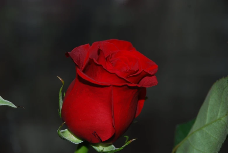 a single red rose that is blooming from the petals