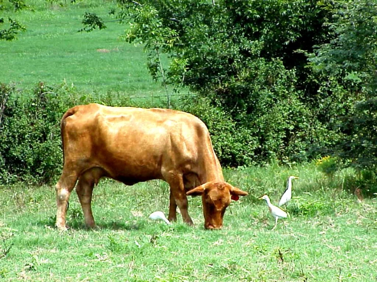 the cow grazes on green grass near two birds