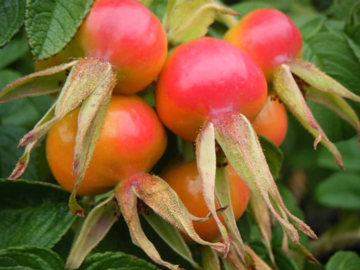 several red berries on a tree outside