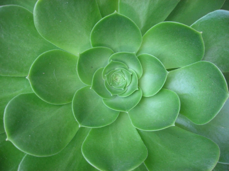 an unusual looking plant in the center of a field