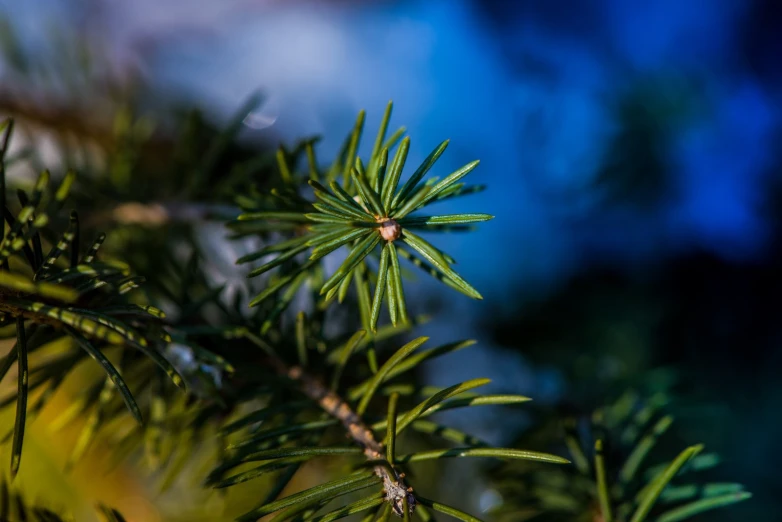 pine needles and leaves with the blue sky in the background