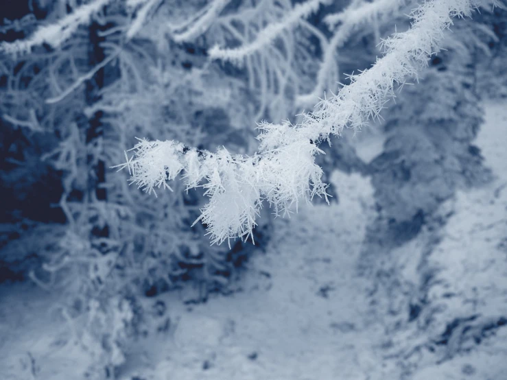 the image shows snow - covered nches with very bright white frost