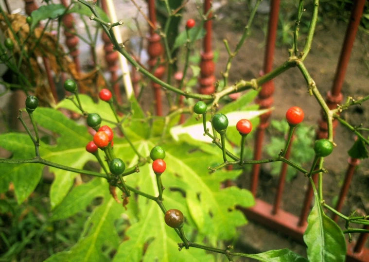 red berries are on a nch in front of a brown rail