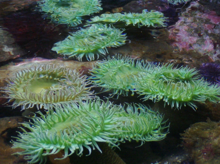 an ocean reef with some strange creatures on top of it