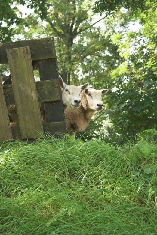 two sheep looking out of an enclosure with green grass