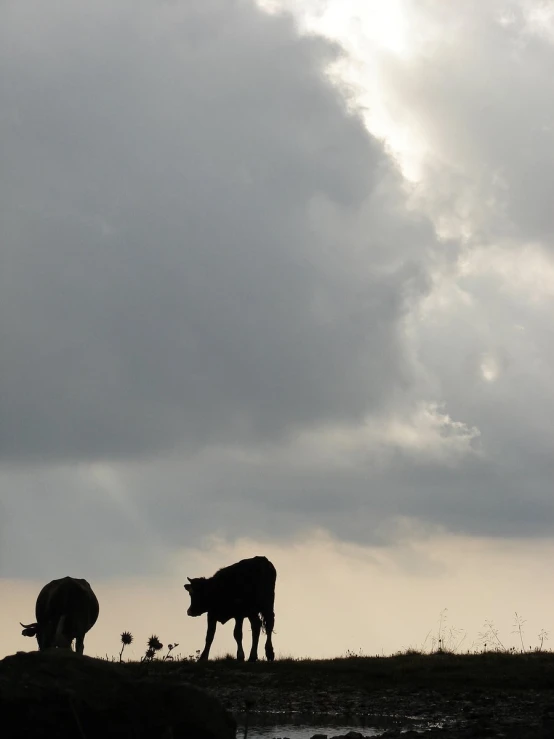 two cows are in a field, silhouetted by the clouds