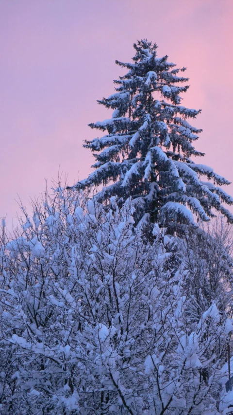 there is snow on the nches of the tree