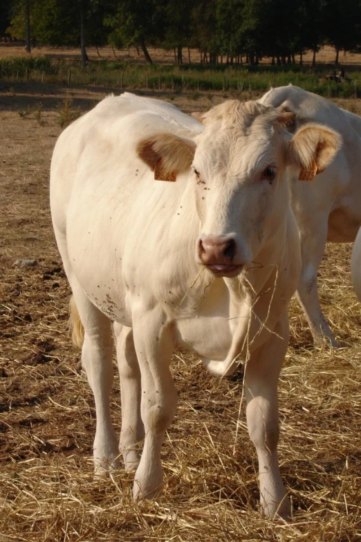 an image of two cows standing in the grass