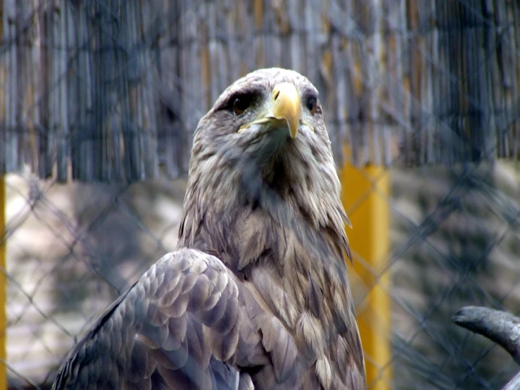 a grey eagle standing behind a chain linked fence