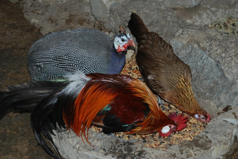 two small, colorful chickens sitting on rocks together