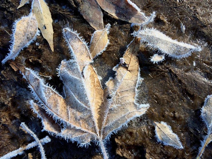 a large brown leaf with lots of frosty leaves