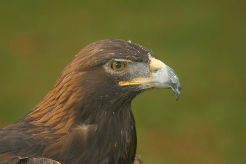 a closeup of a large brown bird with black and yellow feathers