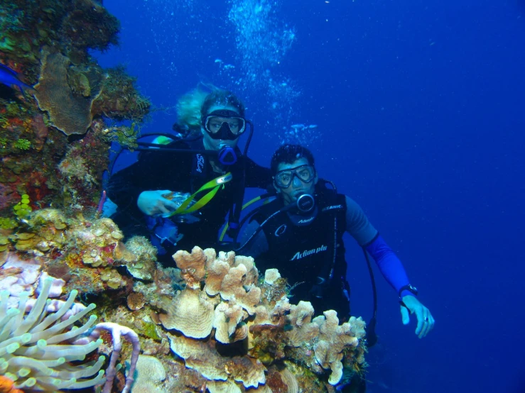 two divers look on while observing anemone plant