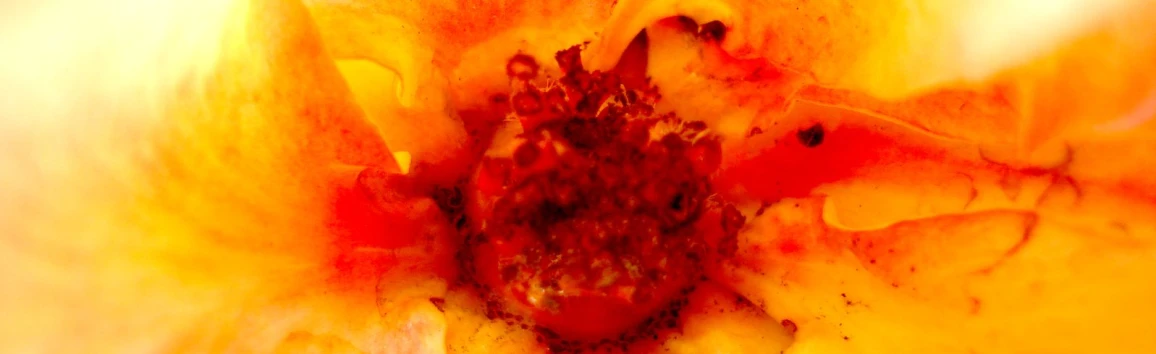 the orange and yellow flower is being shown