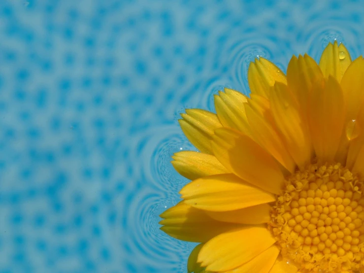 a large yellow flower that is under water