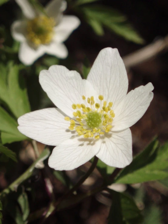 a very white flower with yellow stamen in a green field