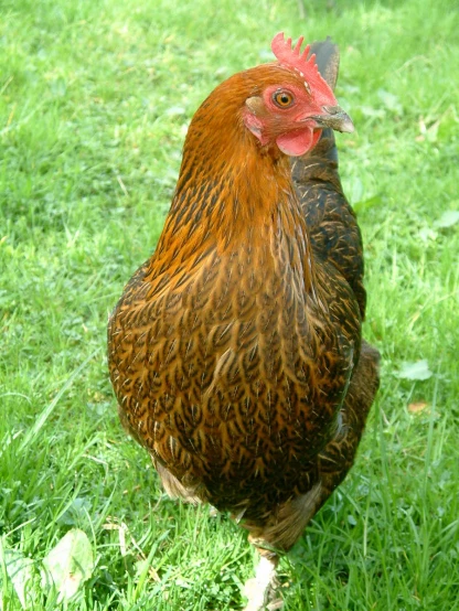 a red and black chicken walking in grass