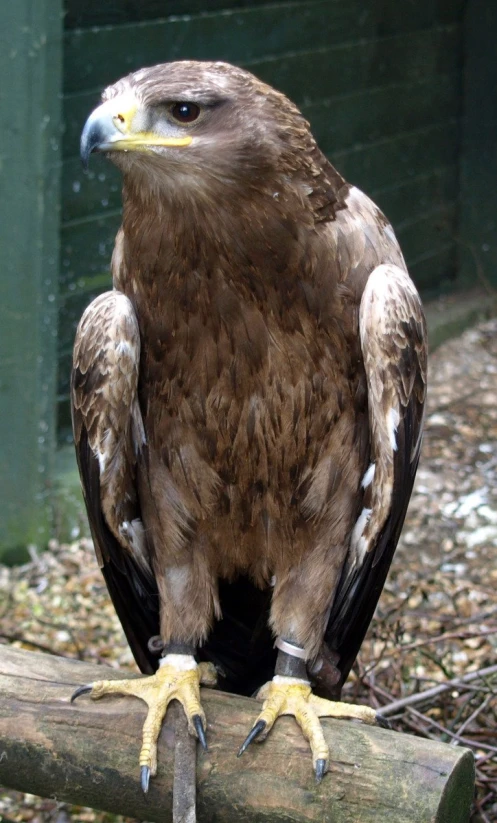 the large bird is sitting on top of the log