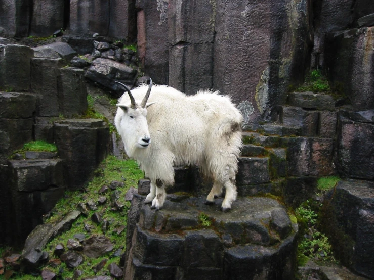 a mountain goat standing on the rocks in the jungle