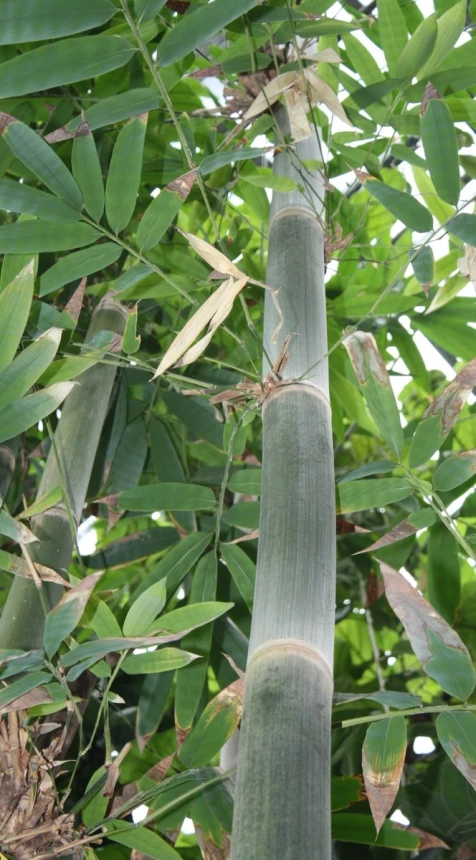 two tall green leaves against the background of foliage