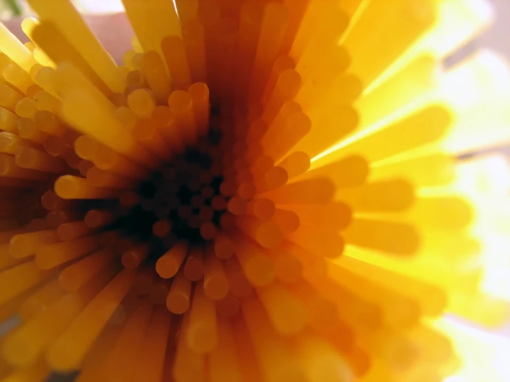 a closeup view of a large yellow flower