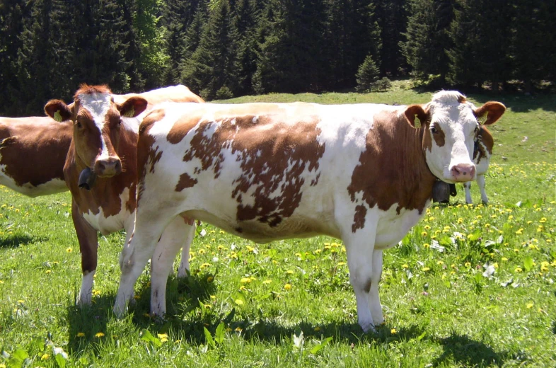 two brown and white cows on a green field