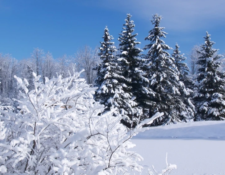 some snow trees sitting in the middle of a field