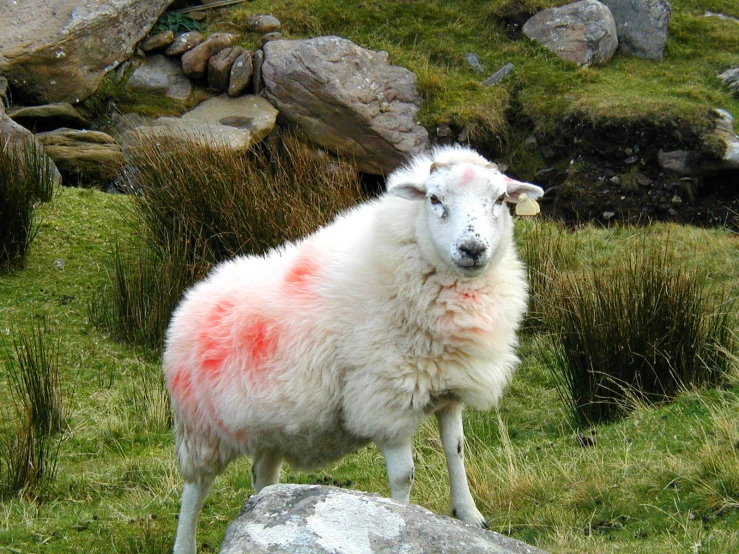 a sheep with colored spots stands on grass