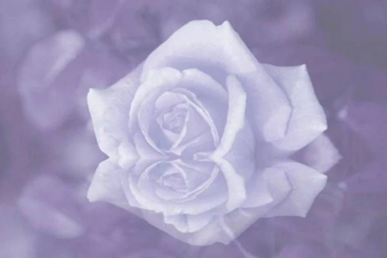 a large white rose sitting in front of the camera