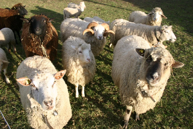 a herd of sheep on some grass field