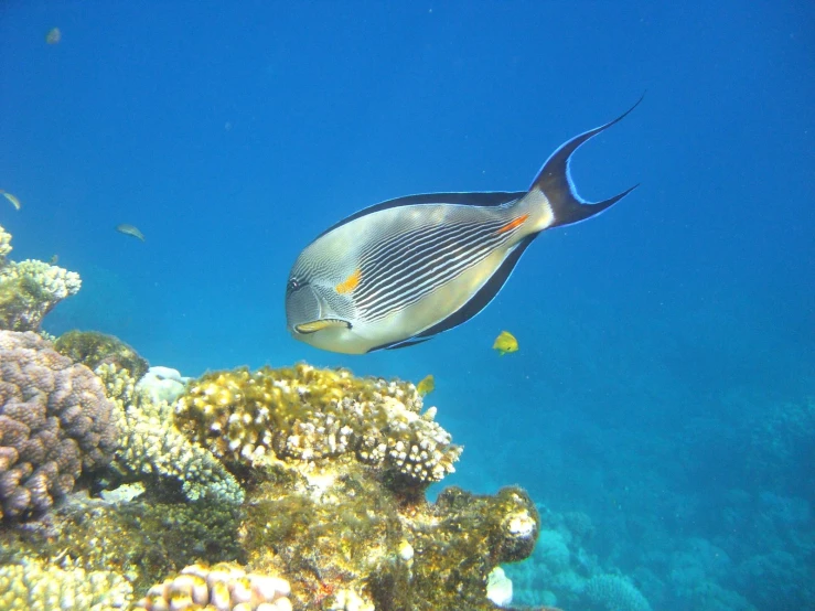 a blue and black tropical fish floating near some rocks