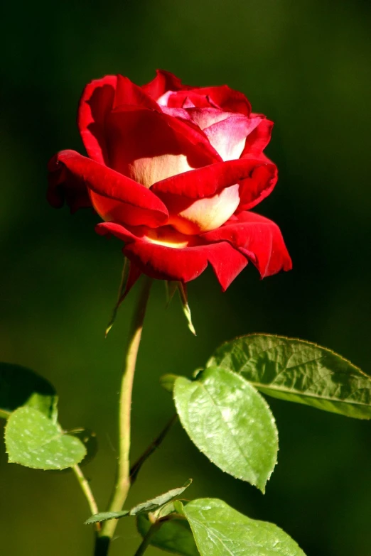 a red rose with green leaves on a sunny day