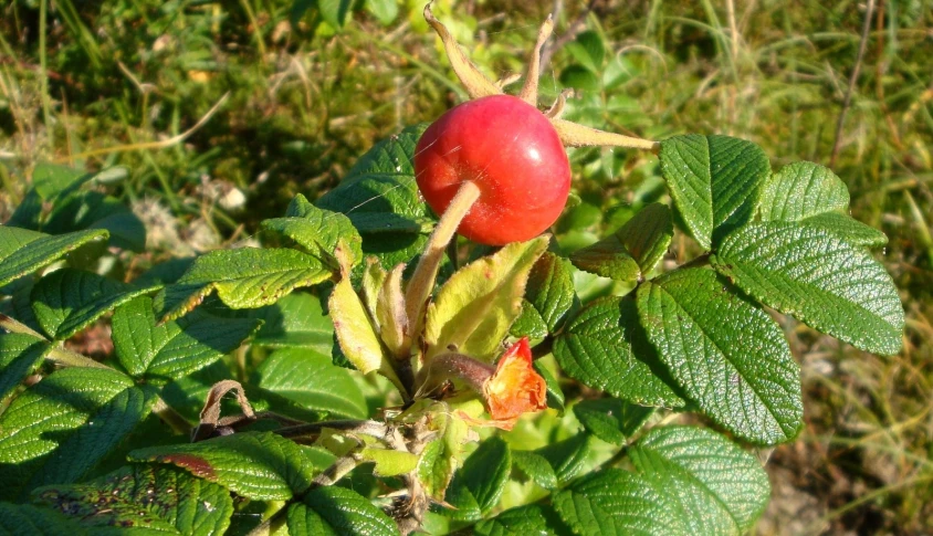 two berries still attached to the nch of a plant