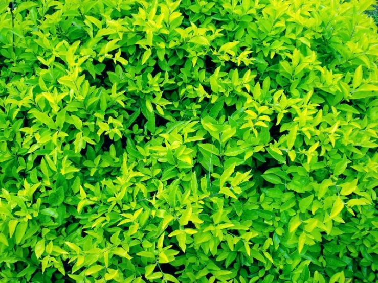 yellow foliage that is growing in a field