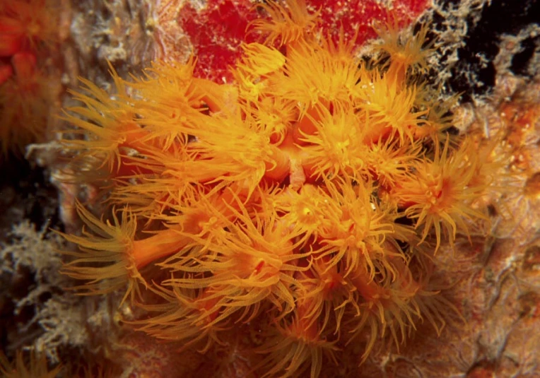 a small sea creature that is yellow with orange tips