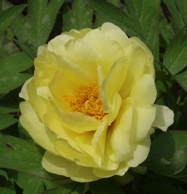 a bright yellow peony blooming in a garden