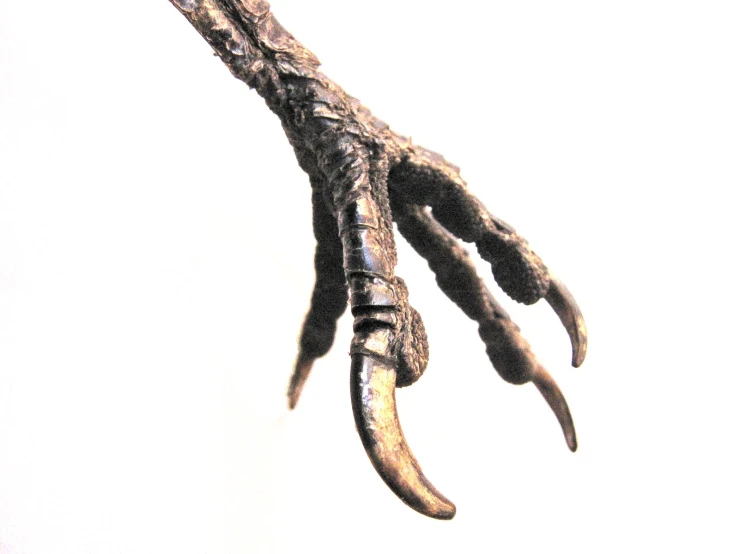 an intricate skeleton holds the long claws of a large claw