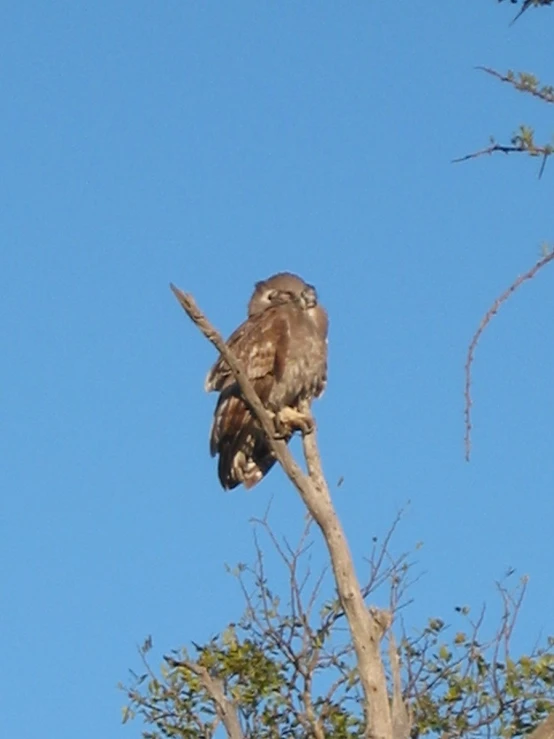 a large owl perched on a nch outside