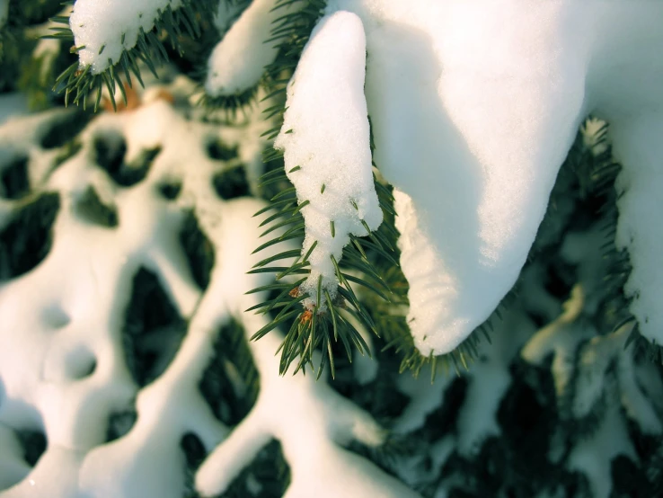 snow covered pine nches with small buds on them