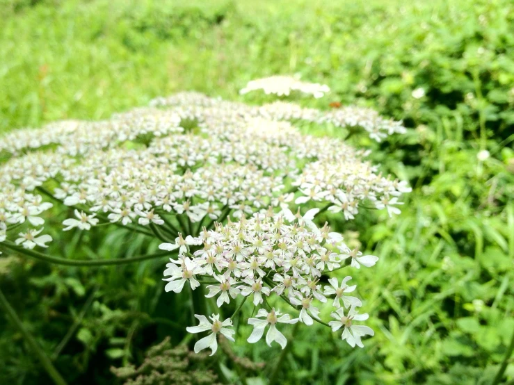 a large cluster of flowers sitting in the middle of a field