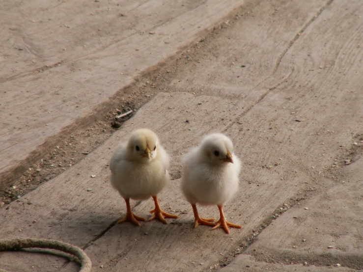 two little birds sitting on the pavement near each other