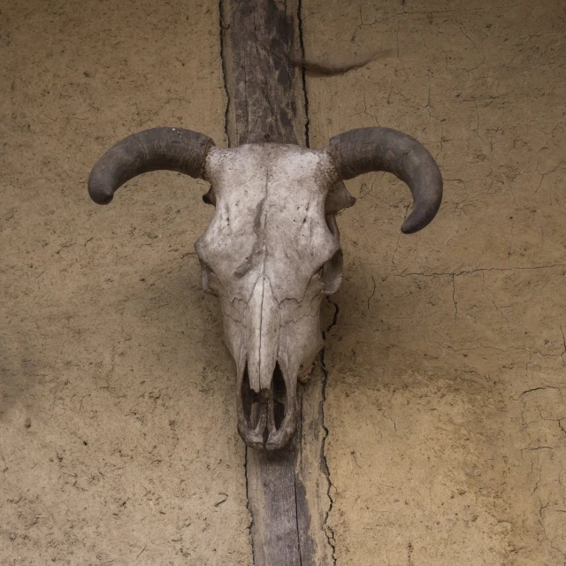 a goat skull has large horns and is hanging from the wall